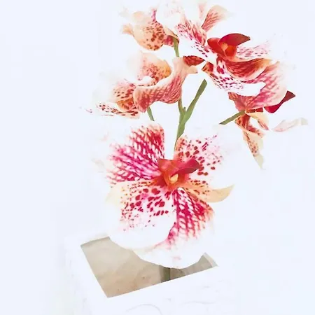 شقة My Place *